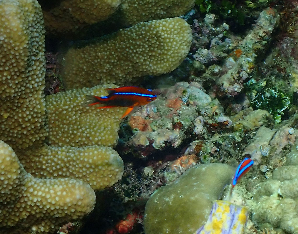 Cross's Damsel - Neoglyphidodon crossi (juvenile) While the adult is dark chocolate brown the juvenile has a bright orange color and a neon blue stripe extending from the snout to the rear base of the dorsal fin.<br />
Many times I wonder how come the juveniles are more colorful than the adults as I assume is not for sexual display and it also makes them more noticeable..it is an interesting fact.. Fall,Geotagged,Indonesia,Neoglyphidodon crossi