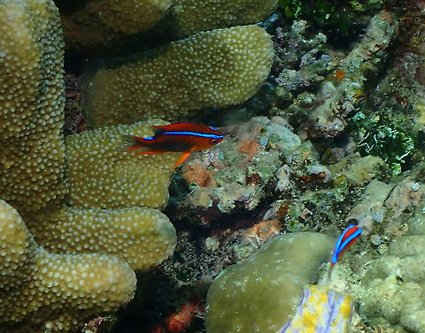 Cross's Damsel - Neoglyphidodon crossi (juvenile) While the adult is dark chocolate brown the juvenile has a bright orange color and a neon blue stripe extending from the snout to the rear base of the dorsal fin.
Many times I wonder how come the juveniles are more colorful than the adults as I assume is not for sexual display and it also makes them more noticeable..it is an interesting fact.. Fall,Geotagged,Indonesia,Neoglyphidodon crossi
