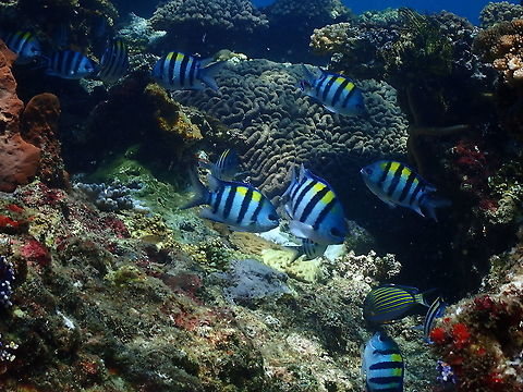 Indo-Pacific sergeant -  Abudefduf valgiensis  Abudefduf vaigiensis,Fall,Geotagged,Indo-Pacific sergeant,Indonesia