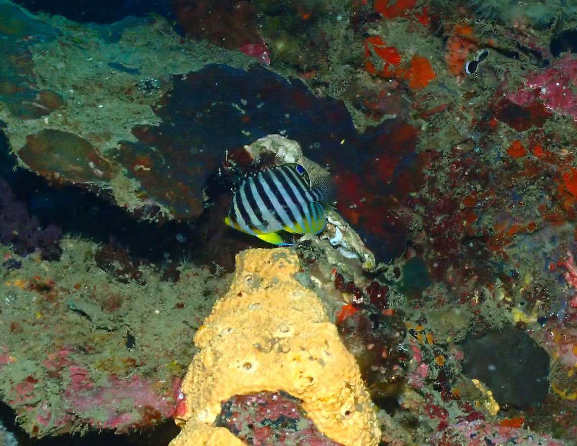 Barred Angelfish - Paracentropyge multifasciata  Fall,Geotagged,Indonesia,Paracentropyge multifasciata