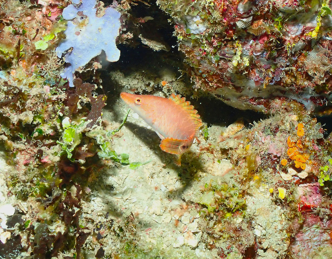 Celebes Wrasse - Oxycheilinus celebicus (juvenile)  Celebes Wrasse,Fall,Geotagged,Indonesia,Oxycheilinus celebicus
