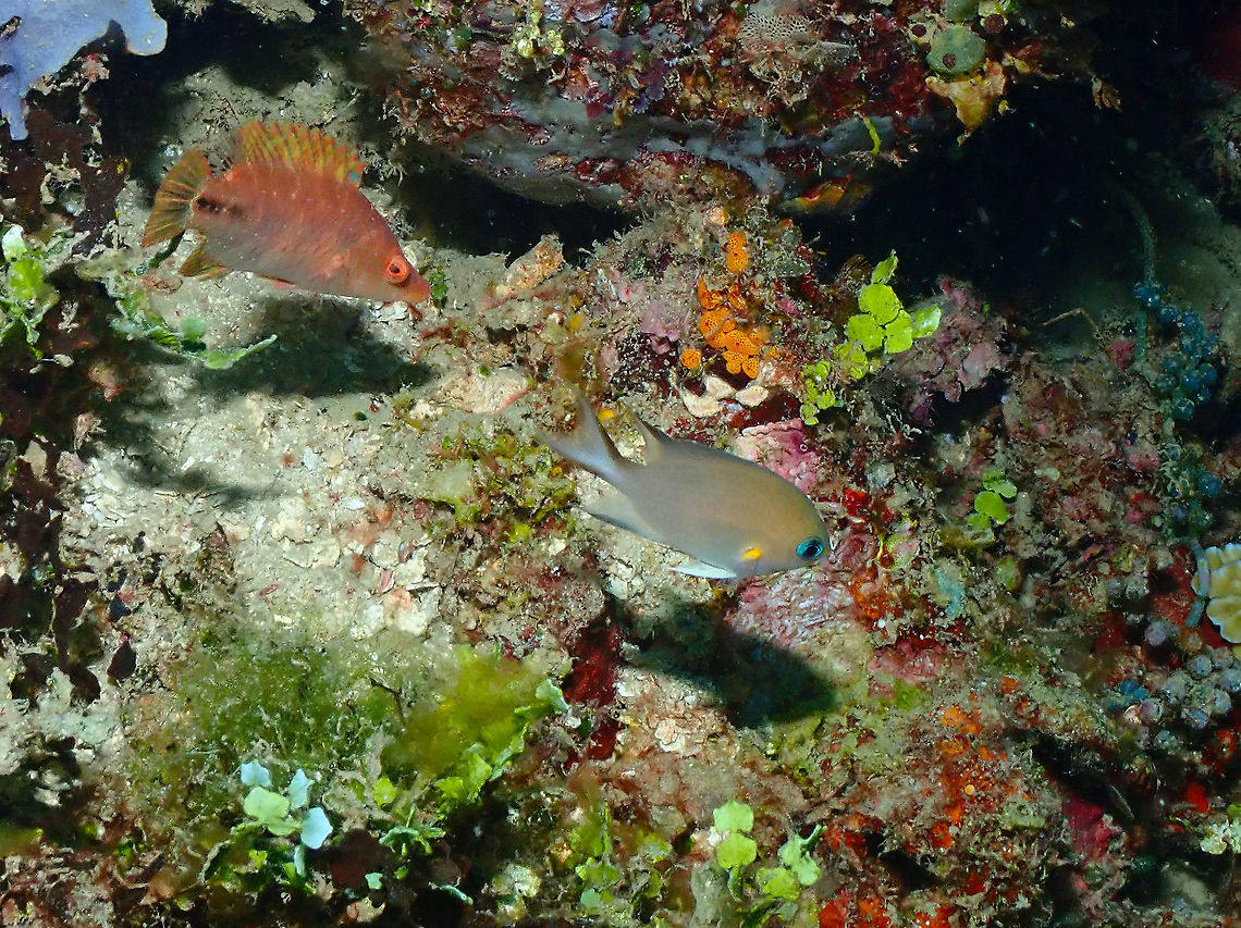 Ambon Chromis - Chromis amboinensis Right next to the Oxycheilinus celebicus (top left) there was this beautiful Ambon Chromis: fish in the righ with pearly color, orange spot on upper pecotral fin base and blue eyes. Chromis amboinensis,Fall,Geotagged,Indonesia