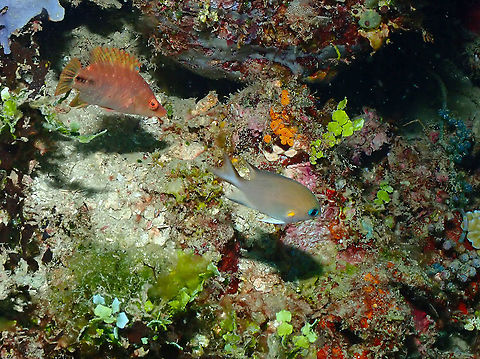 Ambon Chromis - Chromis amboinensis Right next to the Oxycheilinus celebicus (top left) there was this beautiful Ambon Chromis: fish in the righ with pearly color, orange spot on upper pecotral fin base and blue eyes. Chromis amboinensis,Fall,Geotagged,Indonesia