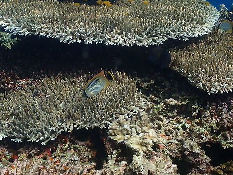 Chevron Butterflyfish - Chaetodon trifascialis  Chaetodon trifascialis,Chevron Butterflyfish,Fall,Geotagged,Indonesia