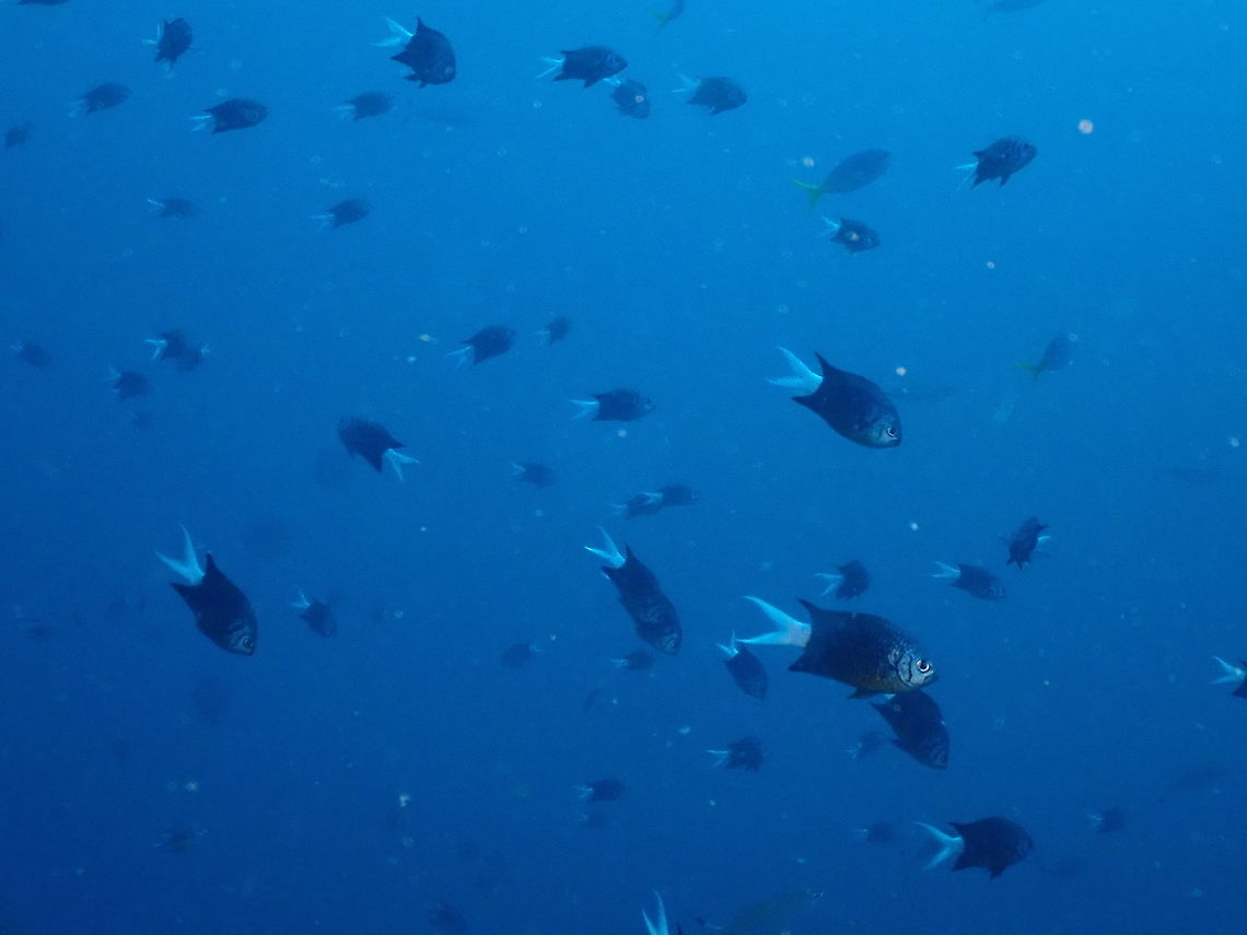 Pale-Tail Chromis - Chromis xanthura  Chromis xanthura,Fall,Geotagged,Indonesia