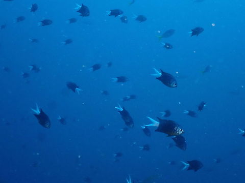 Pale-Tail Chromis - Chromis xanthura  Chromis xanthura,Fall,Geotagged,Indonesia