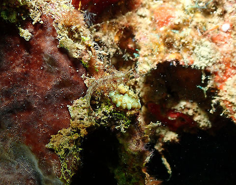 Miracle Triplefin - Enneapterygius mirabilis  Enneapterygius mirabilis,Fall,Geotagged,Indonesia