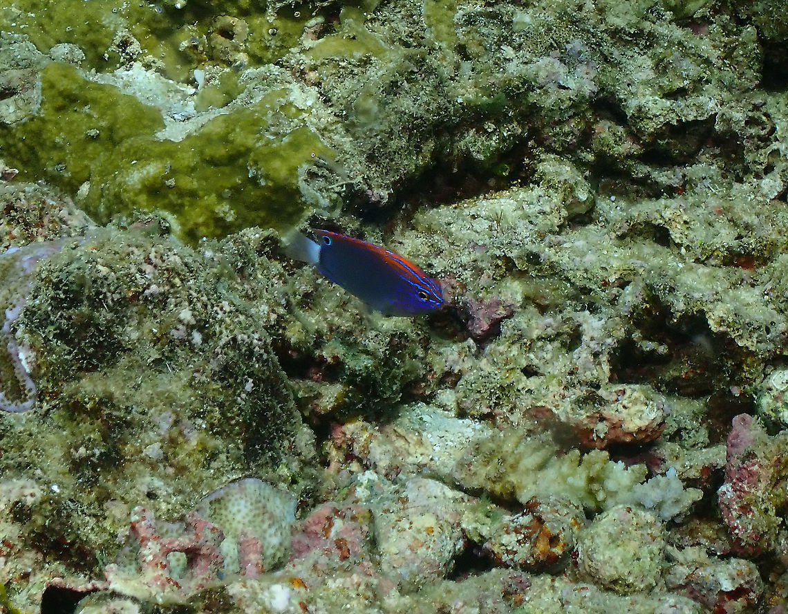Speckled damsel - Pomacentrus bankanensis  Fall,Geotagged,Indonesia,Pomacentrus bankanensis,Speckled damsel