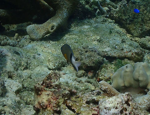 Blackbar Devil - Plectroglyphidodon dickii  Fall,Geotagged,Indonesia,Plectroglyphidodon dickii