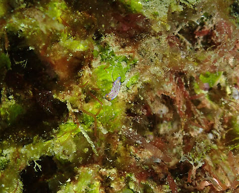Spanish dancer - Hexabranchus sanguineus (baby) Only a few mm, the tiniest nudi ever...just a baby of the beautiful Hexabranchus sanguineus (verified by Nudibranch Central's expert, Gary Cobb).
See other pics of babies:
http://www.seaslugforum.net/find/22431
http://www.thebestnudibranchhunter.com/hexabranchus-sanguineus-check-categorie/ Fall,Geotagged,Hexabranchus sanguineus,Indonesia,Spanish dancer
