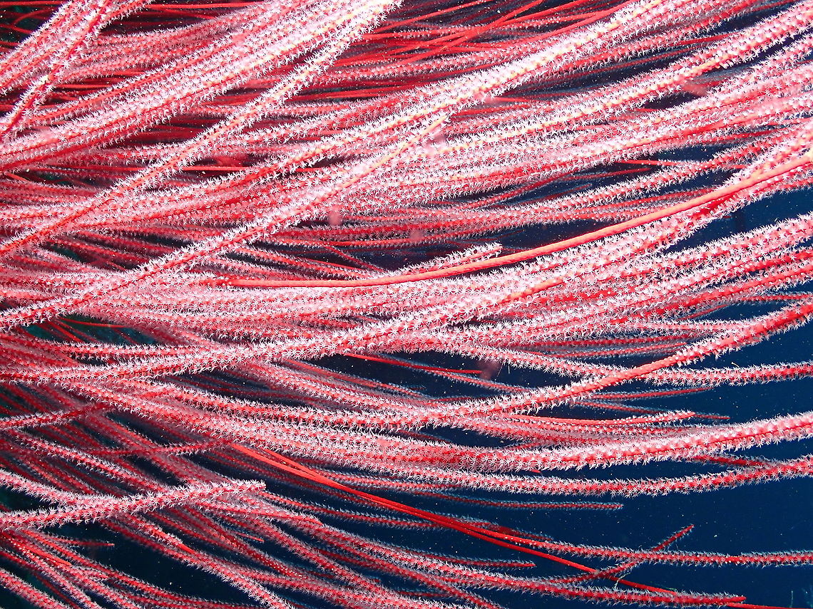 Whip Coral - Ellisella (ceratophyta) Tentative in the species. I see numerous pictures online with thi species name but in some places they describe the sp as orange. There are numerous sp int his genus. Ellisella ceratophyta,Fall,Geotagged,Indonesia,Whip Coral
