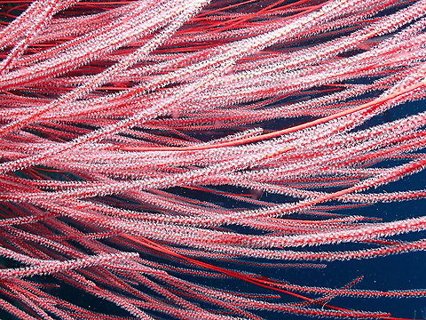 Whip Coral - Ellisella (ceratophyta) Tentative in the species. I see numerous pictures online with thi species name but in some places they describe the sp as orange. There are numerous sp int his genus. Ellisella ceratophyta,Fall,Geotagged,Indonesia,Whip Coral