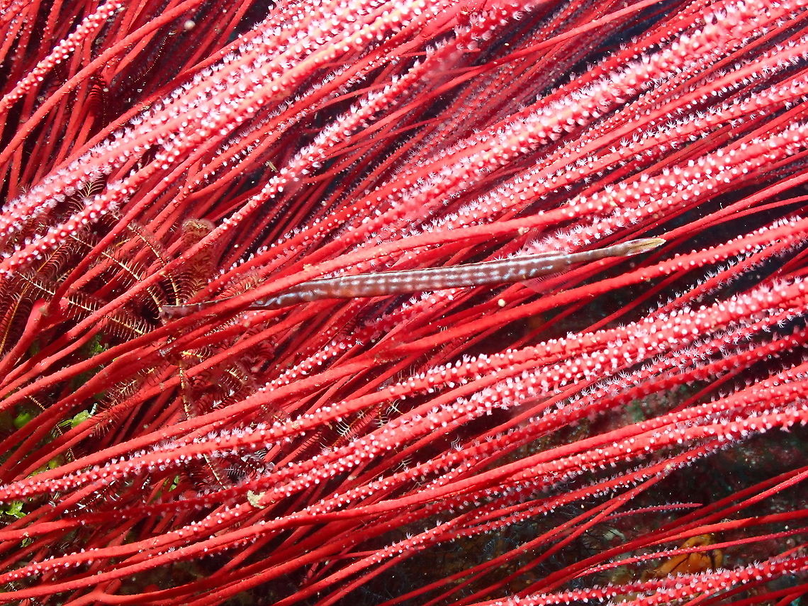Chinese trumpetfish - Aulostomus chinensis (juvenile) Hiding in the coral whip Ellisella Aulostomus chinensis,Chinese trumpetfish,Fall,Geotagged,Indonesia