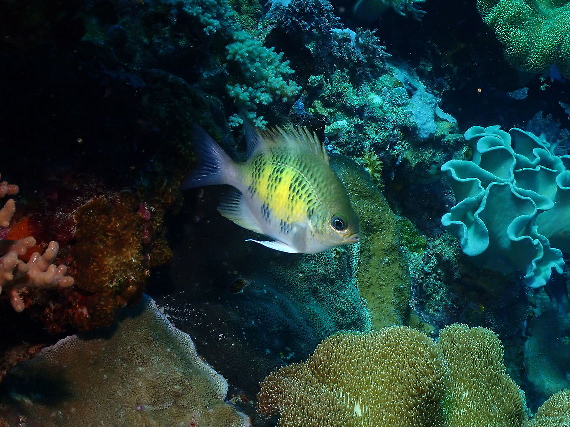 Staghorn damselfish - Amblyglyphidodon curacao  Amblyglyphidodon curacao,Fall,Geotagged,Indonesia,Staghorn damselfish