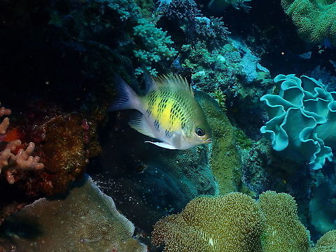 Staghorn damselfish - Amblyglyphidodon curacao  Amblyglyphidodon curacao,Fall,Geotagged,Indonesia,Staghorn damselfish