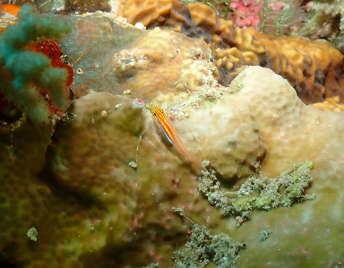 Neon pygmy goby - Eviota pellucida  Eviota pellucida,Fall,Geotagged,Indonesia,Neon pygmy goby