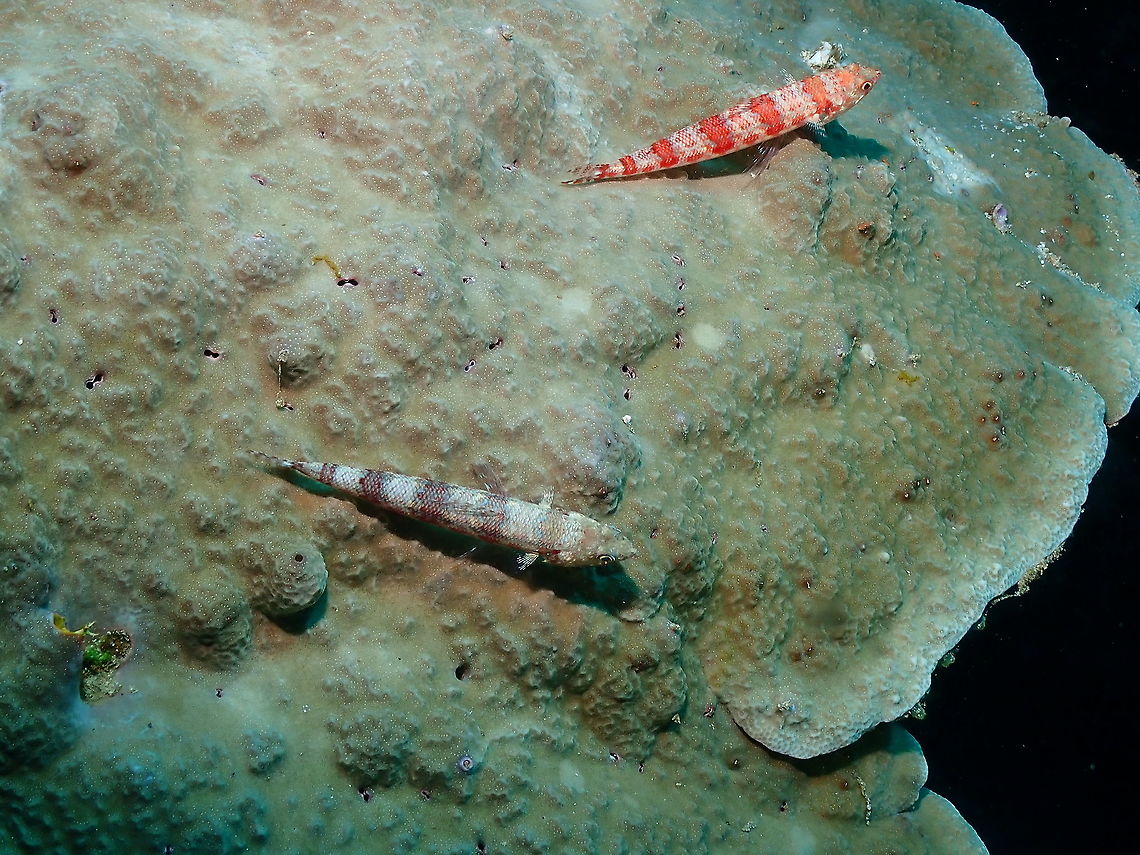 Variegated lizardfish - Synodus variegatus  Fall,Geotagged,Indonesia,Synodus variegatus,Variegated lizardfish