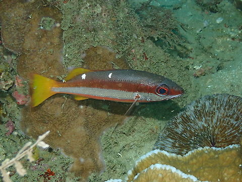 Two-spot banded snapper - Lutjanus biguttatus  Fall,Geotagged,Indonesia,Lutjanus biguttatus