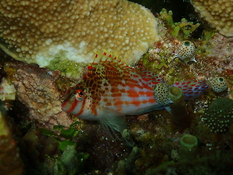 Dwarf hawkfish - Cirrhitichthys falco  Cirrhitichthys falco,Dwarf hawkfish,Fall,Geotagged,Indonesia