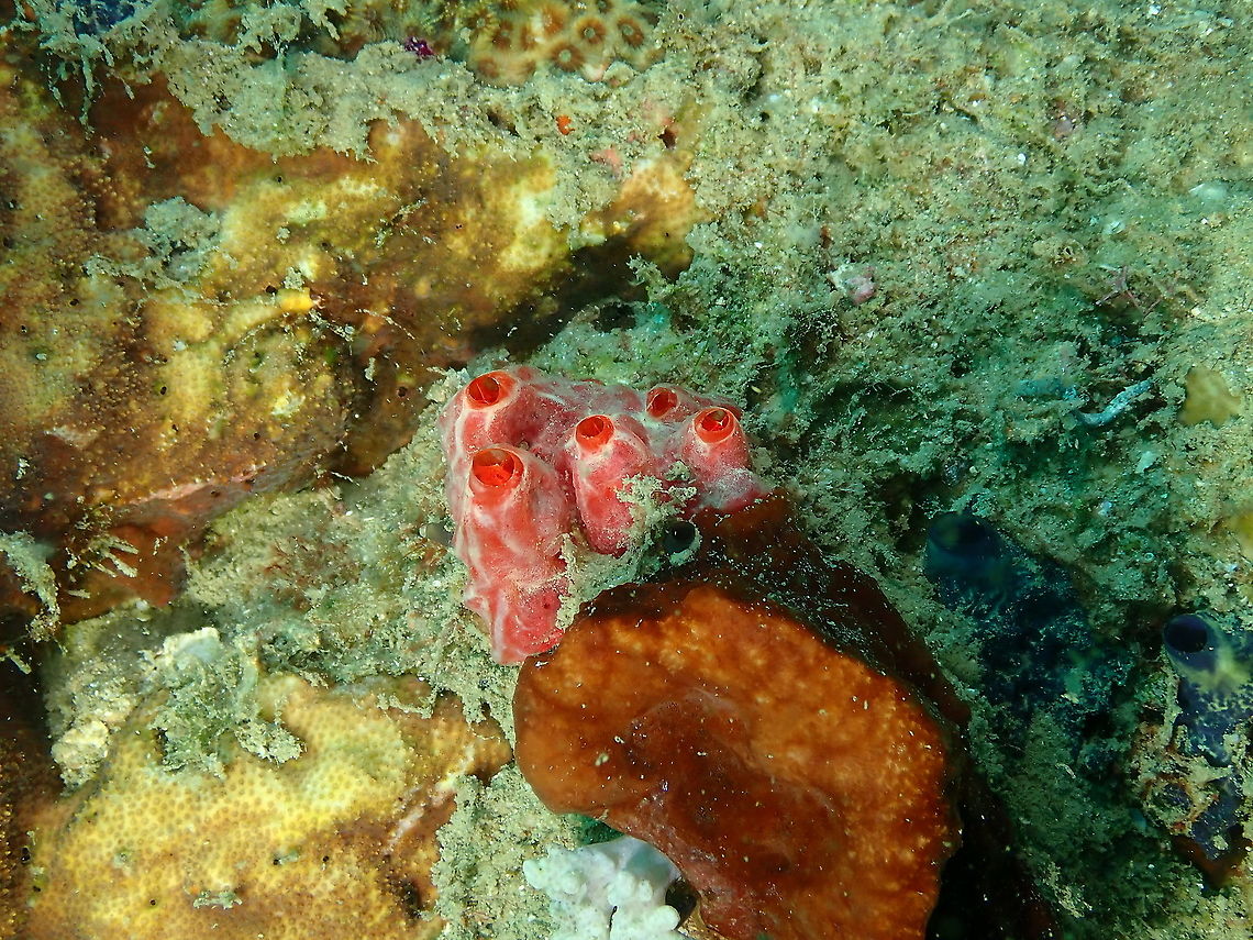Red encrusting sponge - Monanchora unguiculata  Fall,Geotagged,Indonesia,Monanchora unguiculata,Red encrusting sponge Monanchora unguiculata