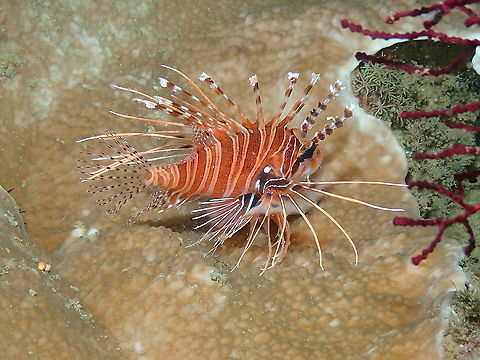 Spotfin Lionfish - Pterois antennata  Fall,Geotagged,Indonesia,Pterois antennata,Spotfin lionfish