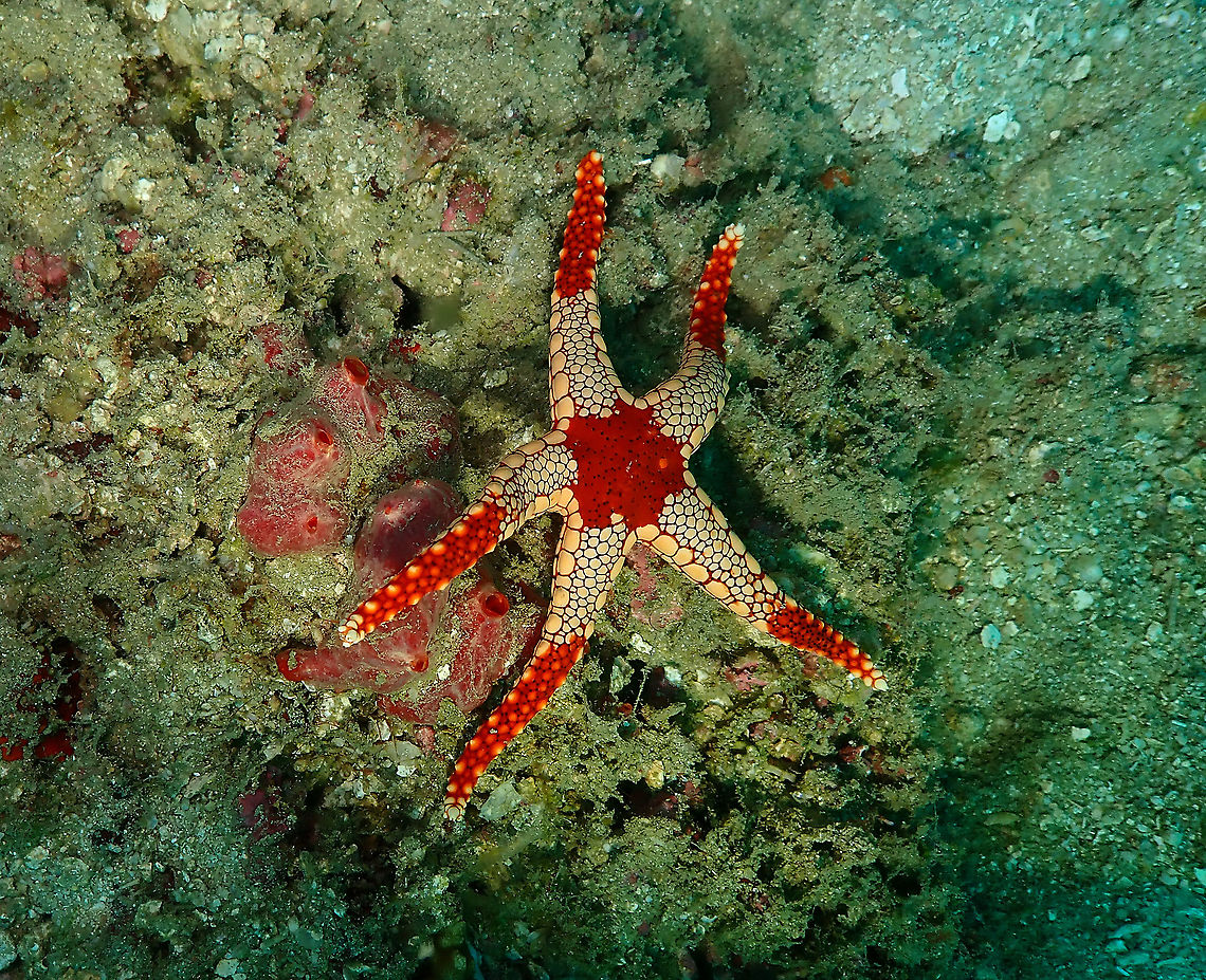 Fromia monilis  Fall,Fromia monilis,Geotagged,Indonesia