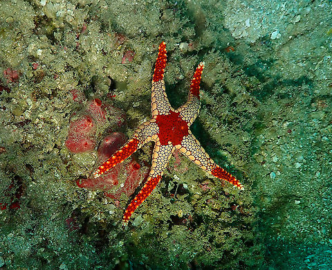 Fromia monilis  Fall,Fromia monilis,Geotagged,Indonesia