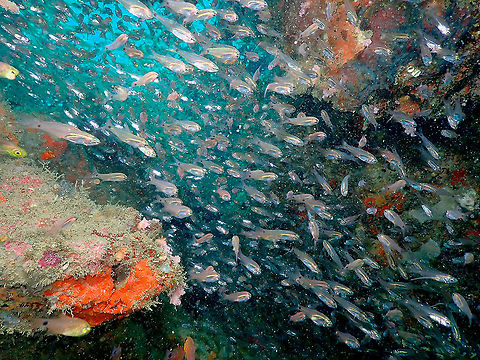 Luminous cardinalfish - Rhabdamia gracilis  Fall,Geotagged,Indonesia,Luminous cardinalfish,Rhabdamia gracilis