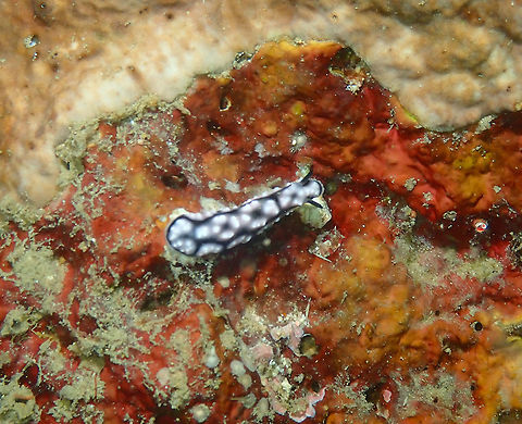 Phyllidiella lizae  Fall,Geotagged,Indonesia,Phyllidiella lizae