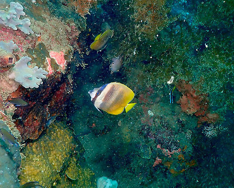 Blacklip Butterflyfish - Chaetodon kleinii  Blacklip Butterflyfish,Chaetodon kleinii,Fall,Geotagged,Indonesia