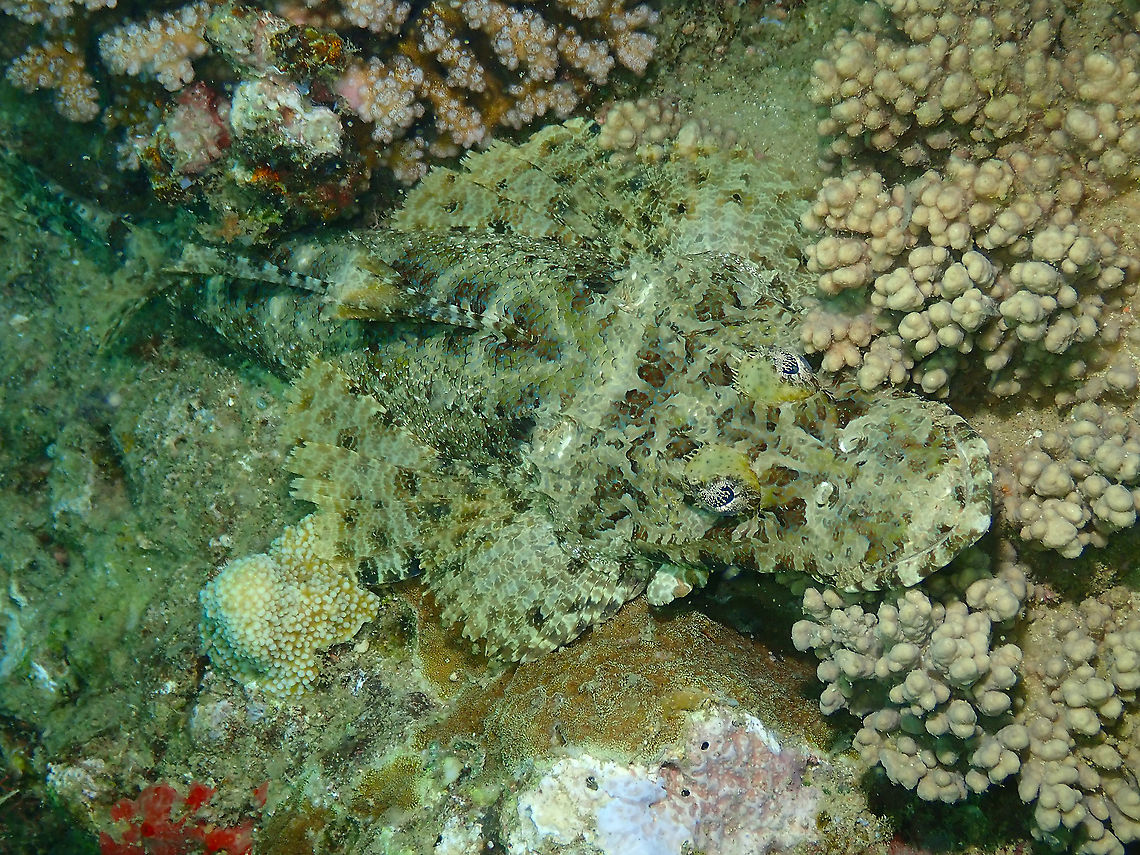 Crocodile Flathead - Cymbacephalus beauforti  Crocodile Flathead,Cymbacephalus beauforti,Fall,Geotagged,Indonesia