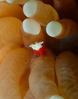 Mushroom coral shrimp - Cuapetes kororensis  Cuapetes kororensis,Fall,Geotagged,Indonesia,Mushroom coral shrimp