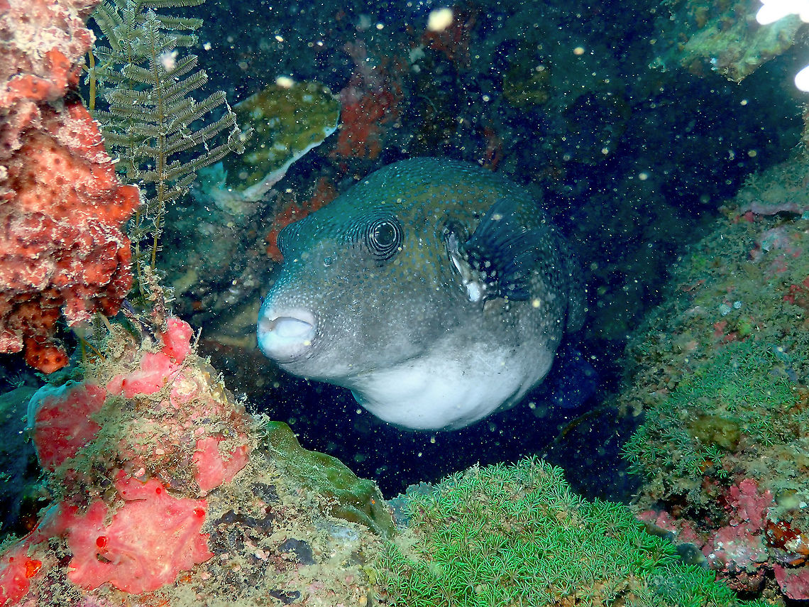 Blue-spotted pufferfish - Arothron caeruleopunctatus  Arothron caeruleopunctatus,Blue-spotted pufferfish,Fall,Geotagged,Indonesia