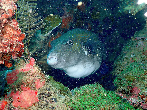 Blue-spotted pufferfish - Arothron caeruleopunctatus  Arothron caeruleopunctatus,Blue-spotted pufferfish,Fall,Geotagged,Indonesia