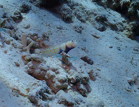 Spotted prawn goby - Amblyeleotris guttata  Amblyeleotris guttata,Fall,Geotagged,Indonesia,Spotted prawn goby