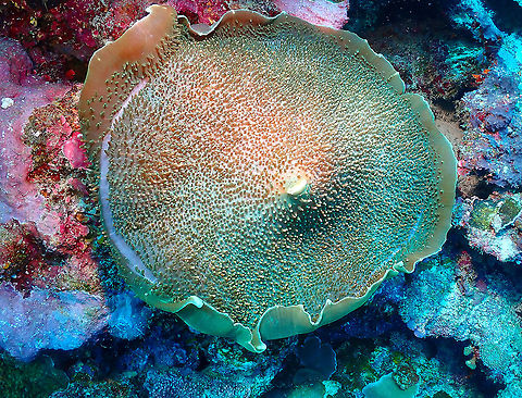 Elephant Ear Anemone - Amplexidiscus fenestrafer  Amplexidiscus fenestrafer,Elephant ear anemone,Fall,Geotagged,Indonesia