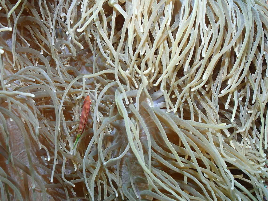 Six-line wrasse - Pseudocheilinus hexataenia  Fall,Geotagged,Indonesia,Pseudocheilinus hexataenia,Six-line wrasse