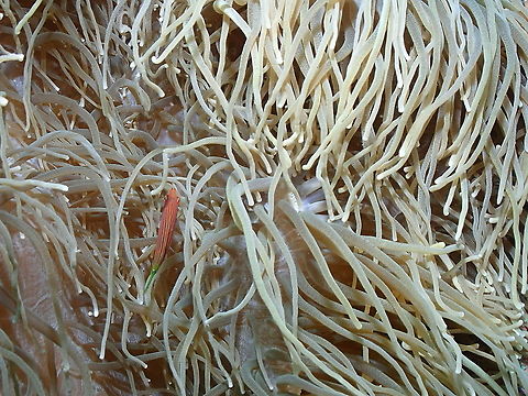 Six-line wrasse - Pseudocheilinus hexataenia  Fall,Geotagged,Indonesia,Pseudocheilinus hexataenia,Six-line wrasse