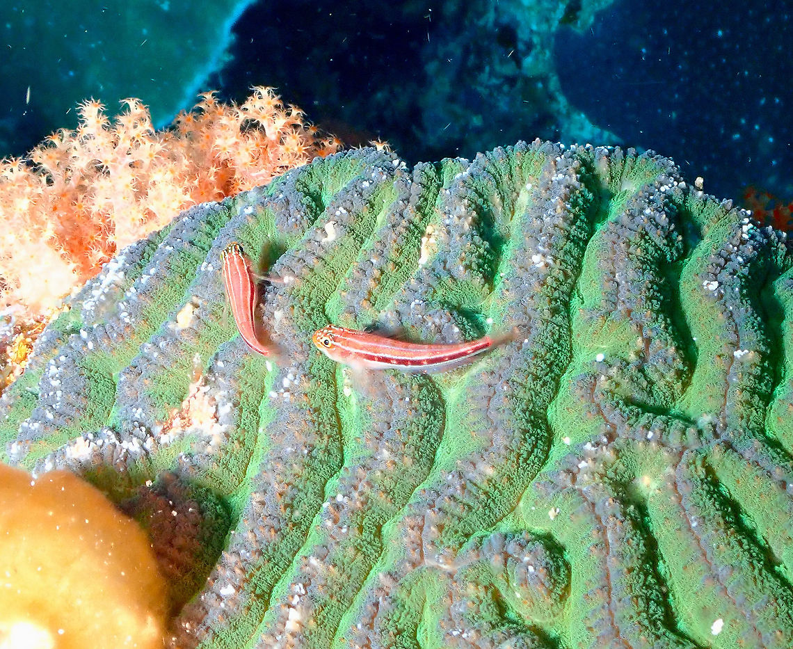 Tropical striped triplefin - Helcogramma striatum  Fall,Geotagged,Helcogramma striata,Indonesia,Tropical striped triplefin