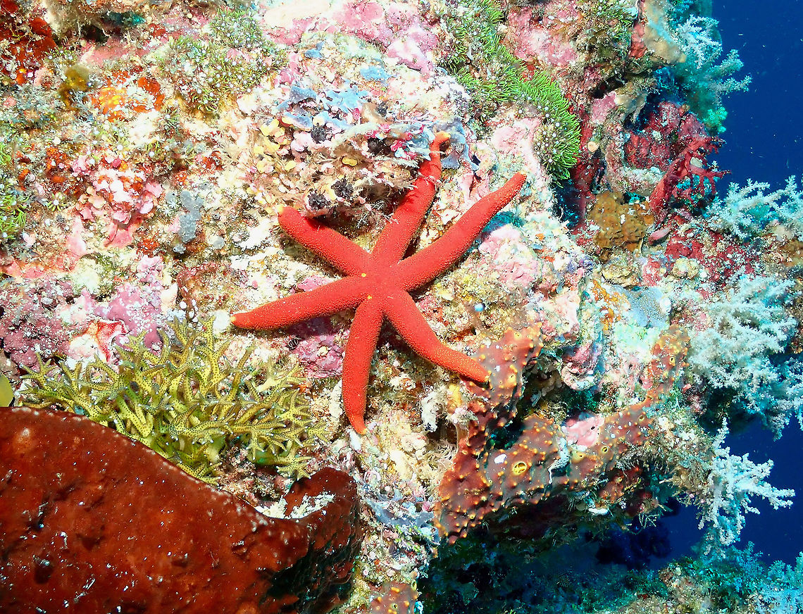 Luzon Sea Star- Echinaster luzonicus  Echinaster luzonicus,Fall,Geotagged,Indonesia,Luzon sea star