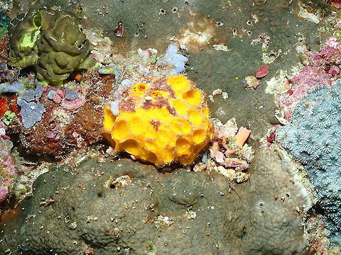 Cinachyra or Cinachyrella australiensis  Cinachyra australiensis,Fall,Geotagged,Indonesia