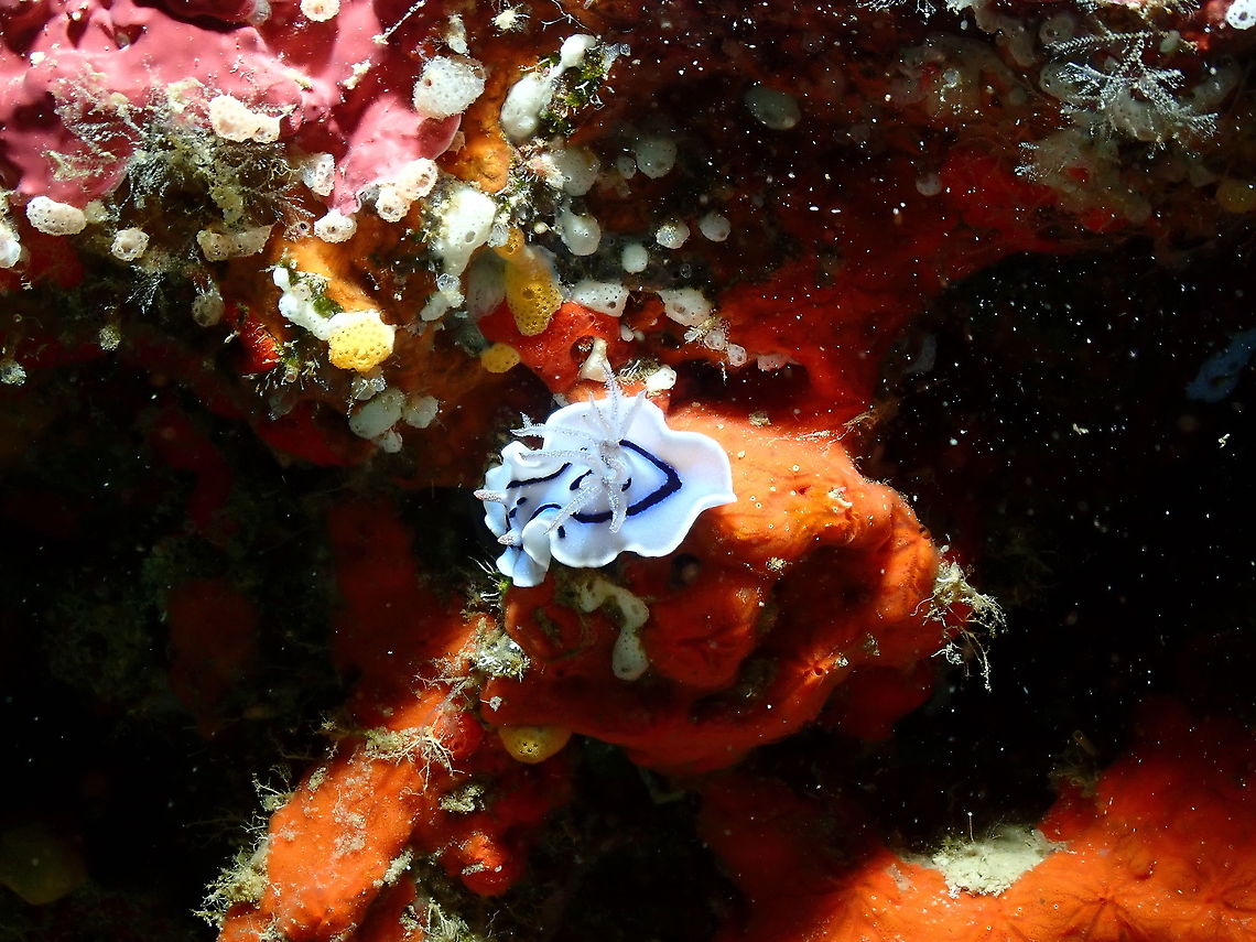Chromodoris willani  Chromodoris willani,Fall,Geotagged,Indonesia