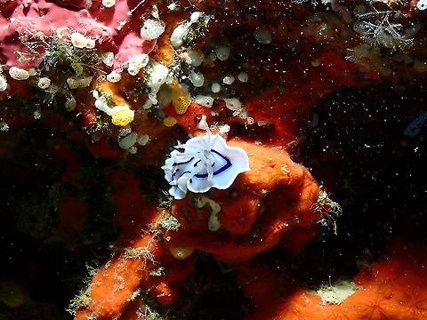 Chromodoris willani  Chromodoris willani,Fall,Geotagged,Indonesia