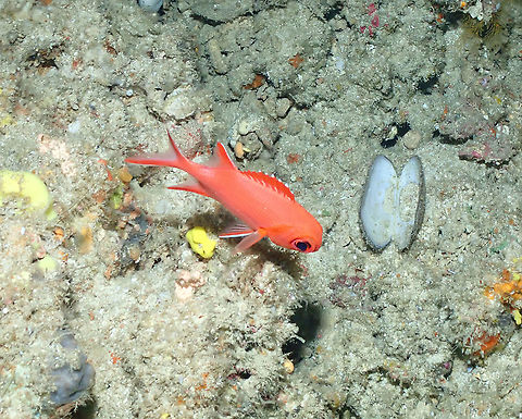 Whitetip Soldierfish - Myripristis vittata  Fall,Geotagged,Indonesia,Myripristis vittata