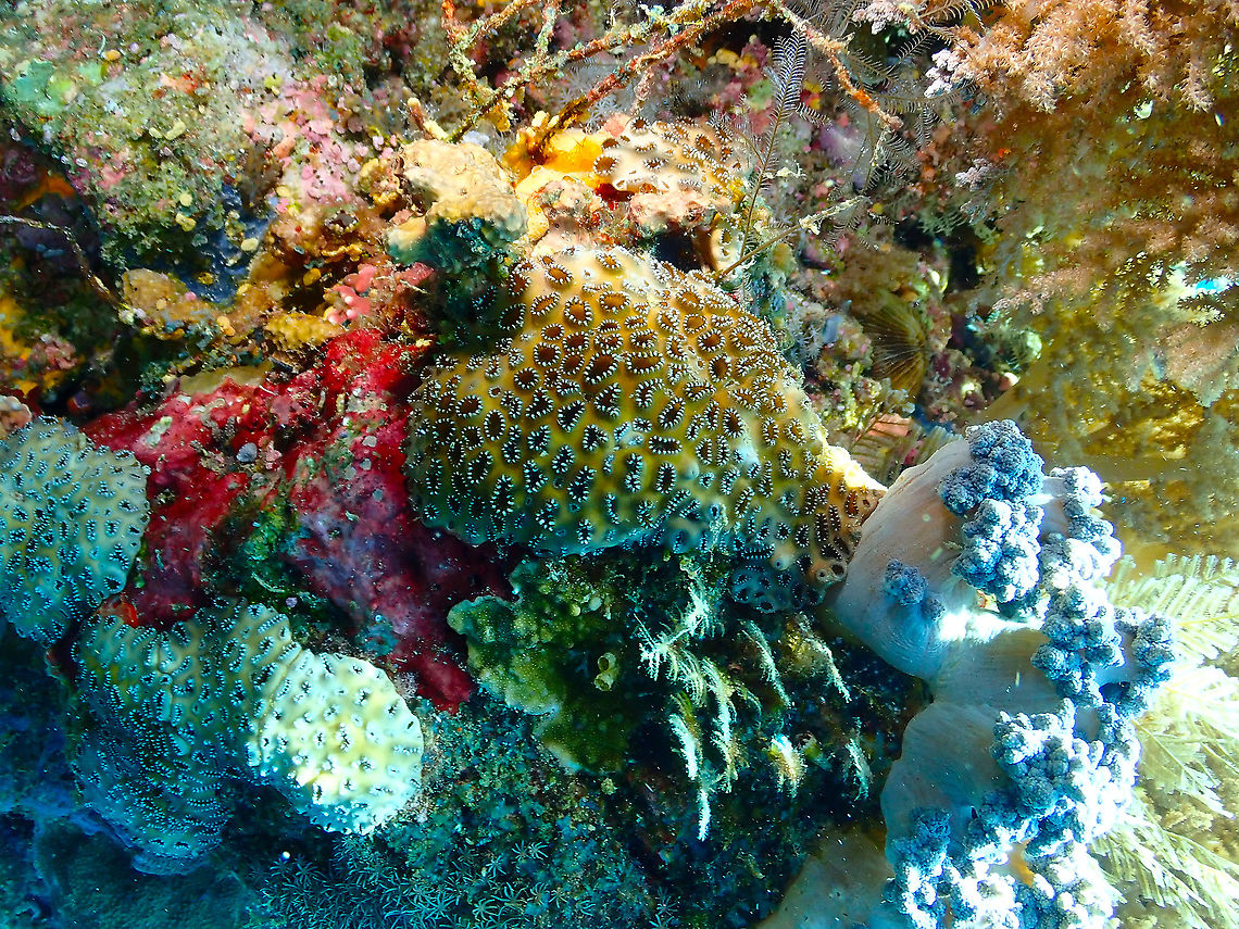 Sea Mat Zoanthid - Palythoa tuberculosa Pretty and dangerous. It produces palytoxin, which may be fatal for humans! Fall,Geotagged,Indonesia,Palythoa tuberculosa,Sea Mat Zoanthid