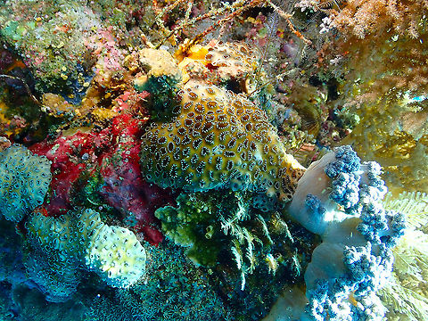 Sea Mat Zoanthid - Palythoa tuberculosa Pretty and dangerous. It produces palytoxin, which may be fatal for humans! Fall,Geotagged,Indonesia,Palythoa tuberculosa,Sea Mat Zoanthid