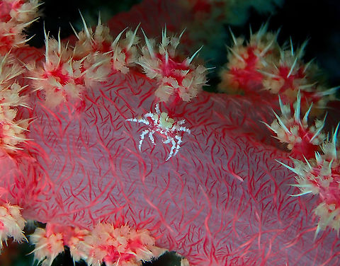 Candy crab - Hoplophrys oatesii Little one, it has decorated its head with polyps from the soft coral. Candy crab,Fall,Geotagged,Hoplophrys oatesi,Indonesia
