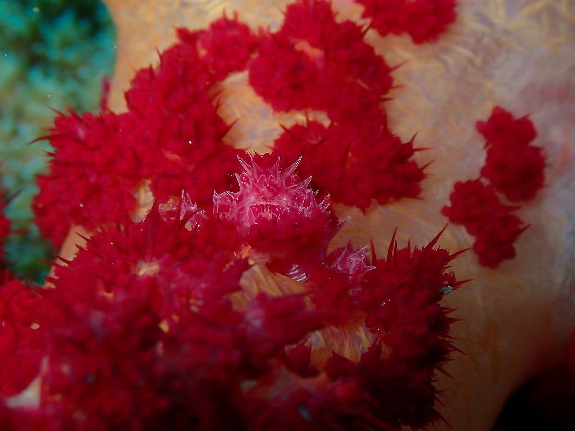 Candy crab - Hoplophrys oatesii A bigger one, living in a different soft coral. Here it is peering out from the red polyps of the soft coral Candy crab,Fall,Geotagged,Hoplophrys oatesi,Indonesia