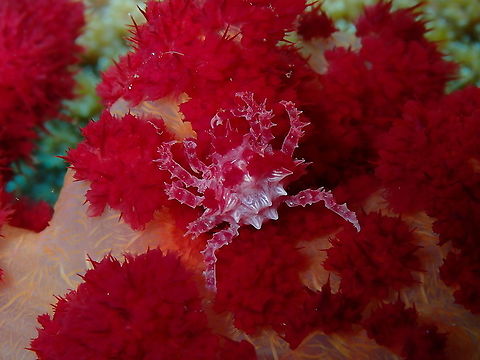 Candy crab - Hoplophrys oatesi View of the full crab's body. Candy crab,Fall,Geotagged,Hoplophrys oatesi,Indonesia