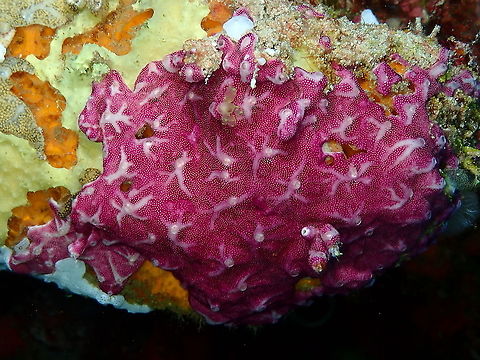 Pink Veined Didemnum - Didemnum membranaceum  Didemnum membranaceum,Fall,Geotagged,Indonesia,Pink Veined Didemnum